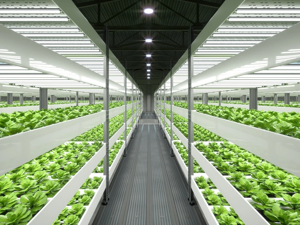 Grow Lighting-- Grow Lighting--